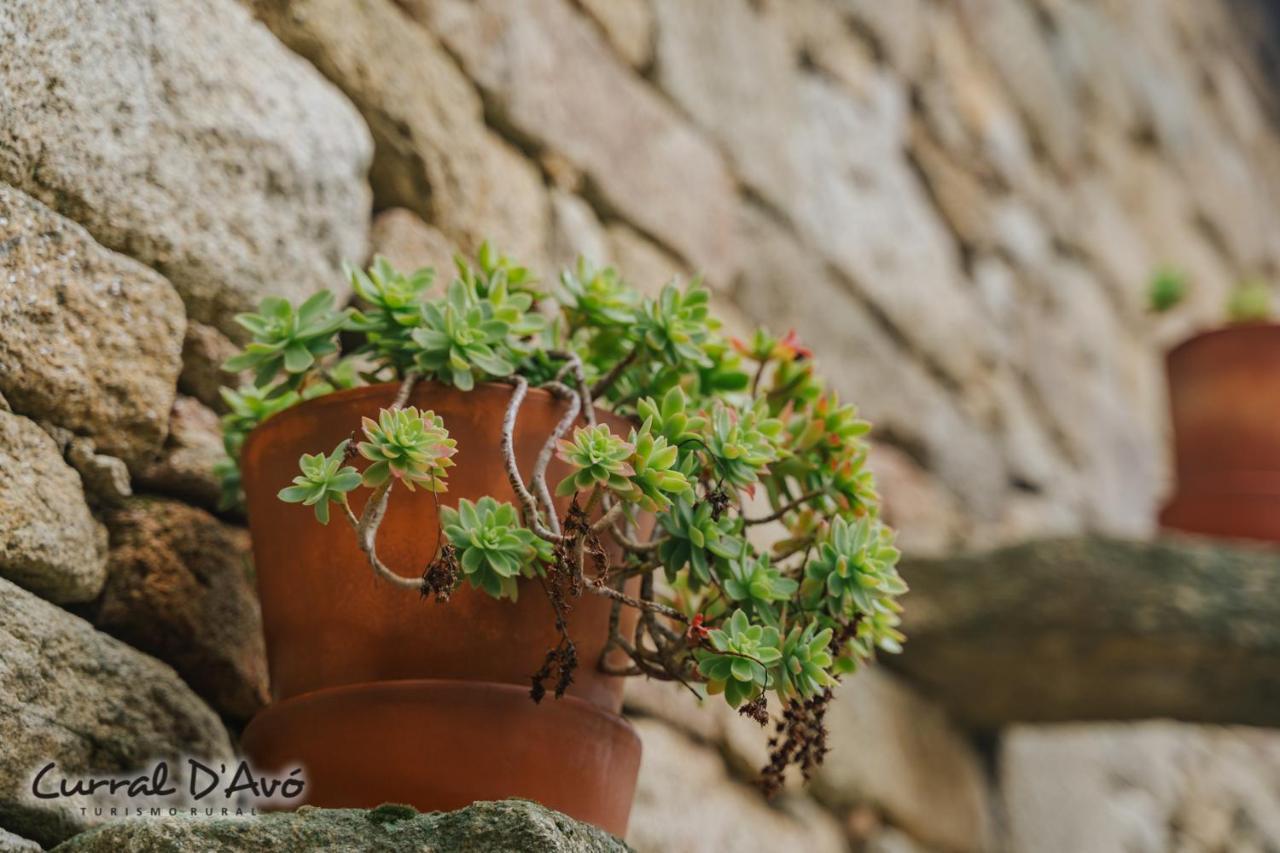 Curral D Avo Turismo Rural & Spa Cacarelhos 외부 사진